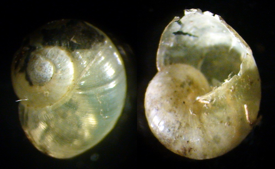 Oligolimax cf. annularis